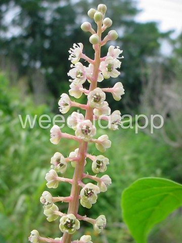 pokeweed, common